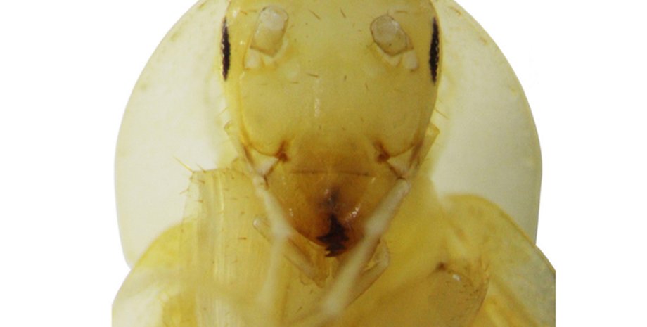 Таракан с "нимбом" над головой / Фото: Slovak Academy of Sciences