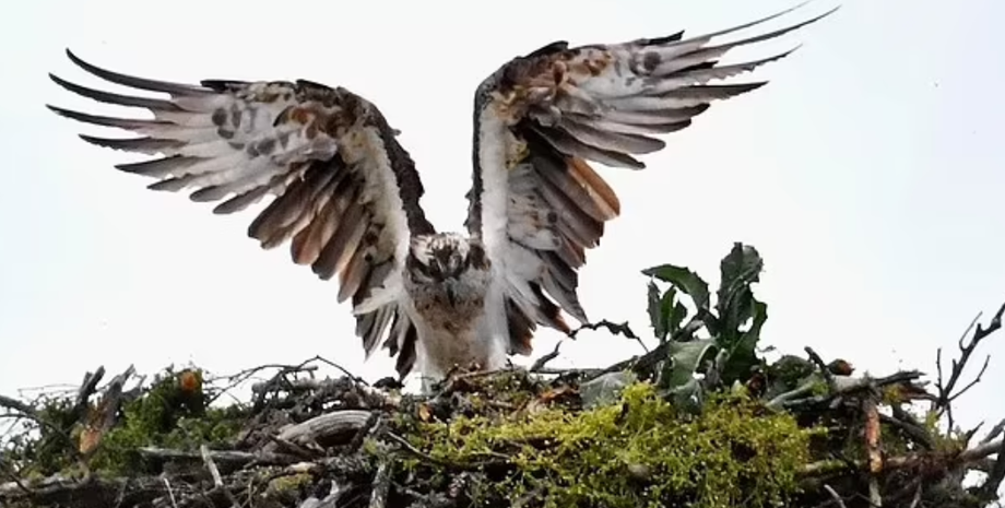 Птахи, рідкісний вид птахів, курйози, фото, музичний фестиваль, бюджет, охорона природи, Велика Британія