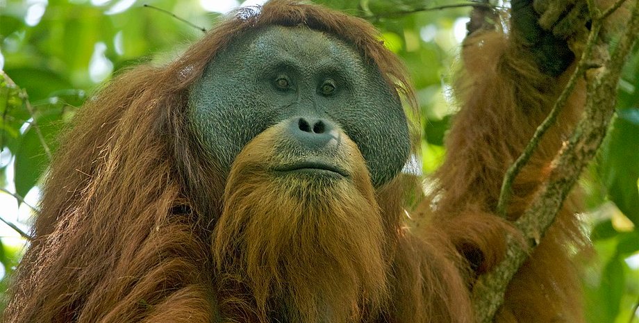 Pongo tapanuliensis. Wikipedia
