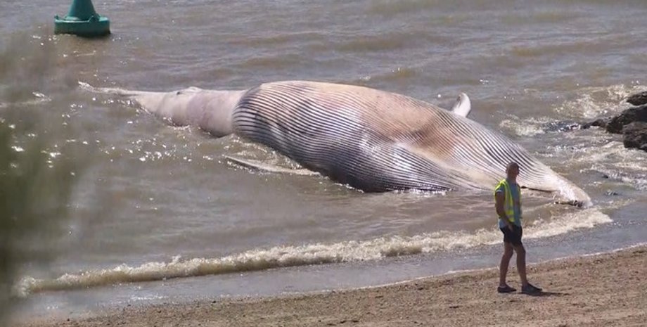 Фото: Essex Police