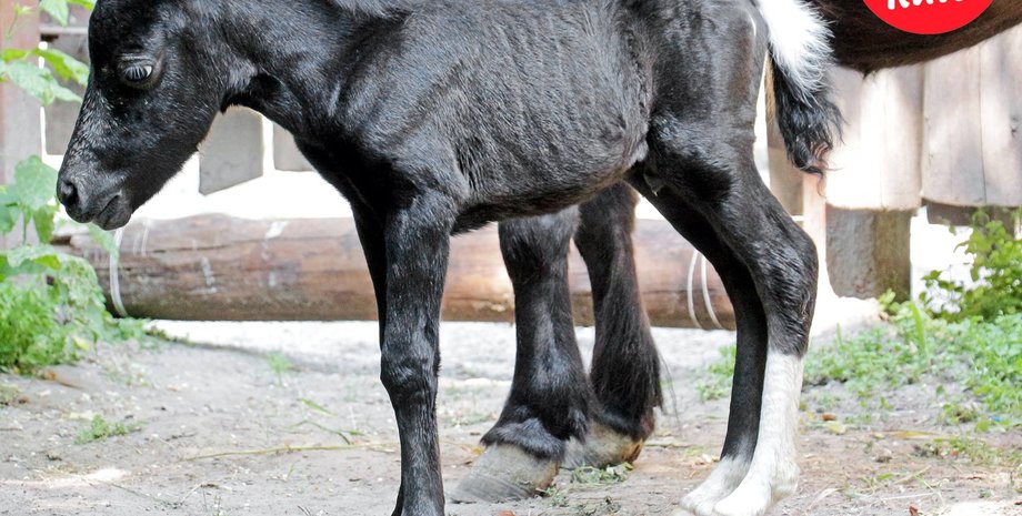 Фото: Facebook.com/zoo.kiev.ua