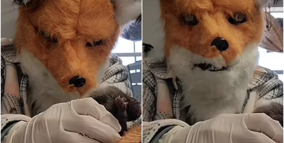 Мелисса Стэнли из США, спасение выводка осиротевших лисят, дикие животные, фото, Центр дикой природы Ричмонда, курьезы