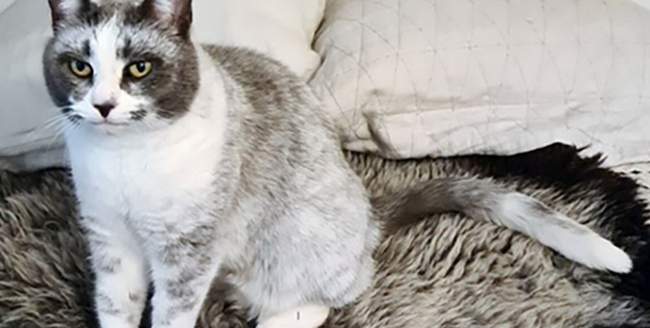 кішки, мутація