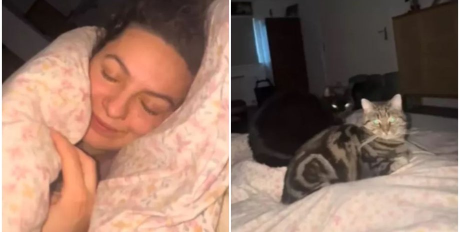 Коты на кровати Усыновление домашних любимцев, приколы, курьезы, трогательные истории, помощь животным