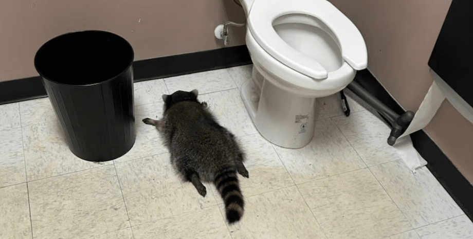 Енот лежит на полу в туалете магазина алкогольных напитков в Вирджинии после того, как проник внутрь и выпил спиртное