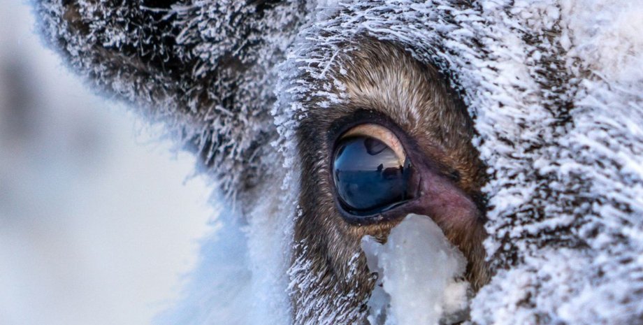північне оленяче око
