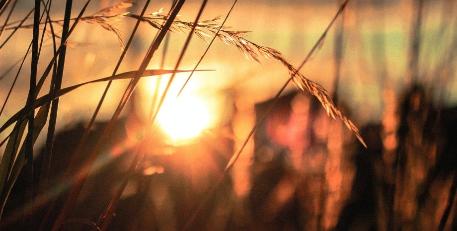 солнце поле, растения, небо, закат