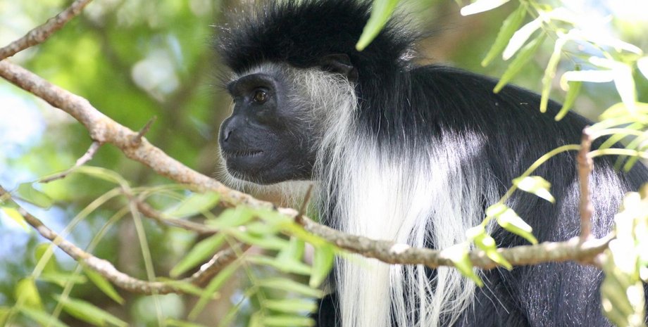 Обезьяна восточный колобус. Фото: LYDIA KATSIS
