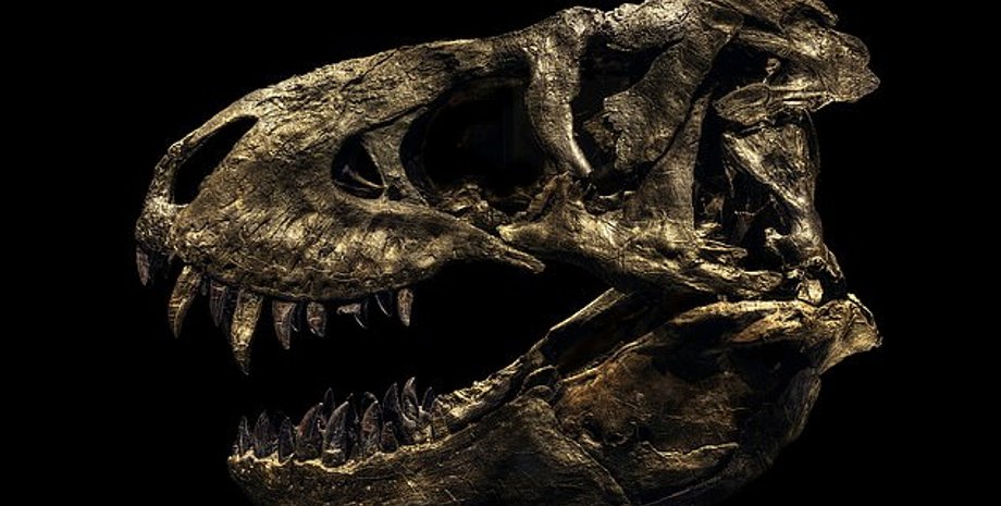 Фото: Christian Voigt/SWNS.com