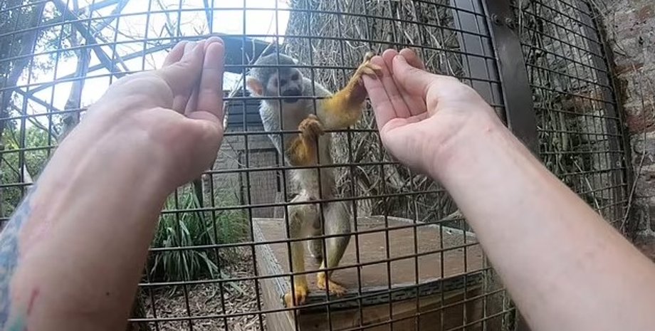 обезьяны, фокусы