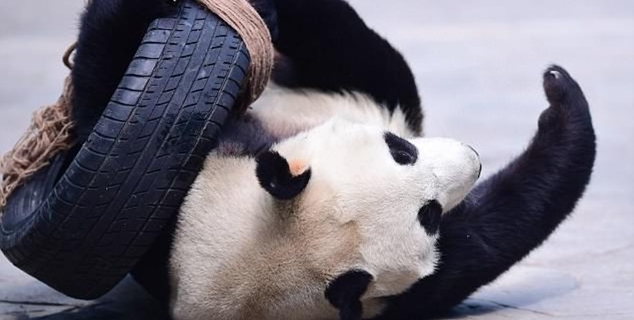 Фото: Daily Mail