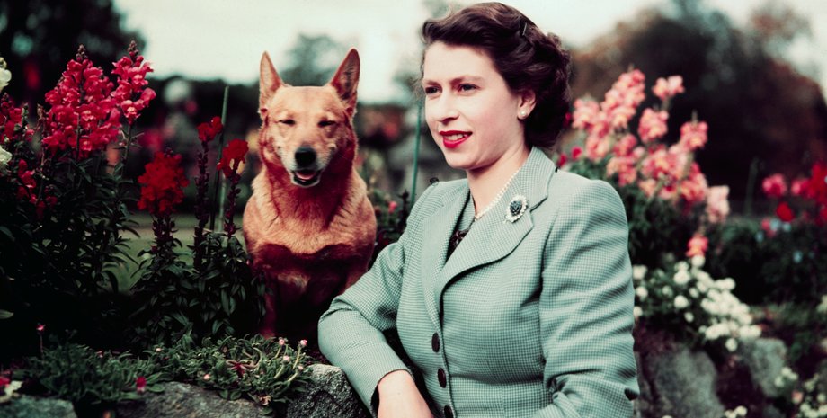королева Елизавета ІІ, собака, корги, цветы