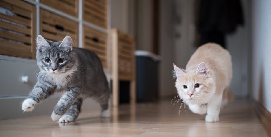 кошки, кошки дружба, дружба кошки