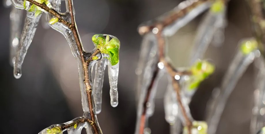 дерево, лед на дереве, дерево лед, ледяной дождь