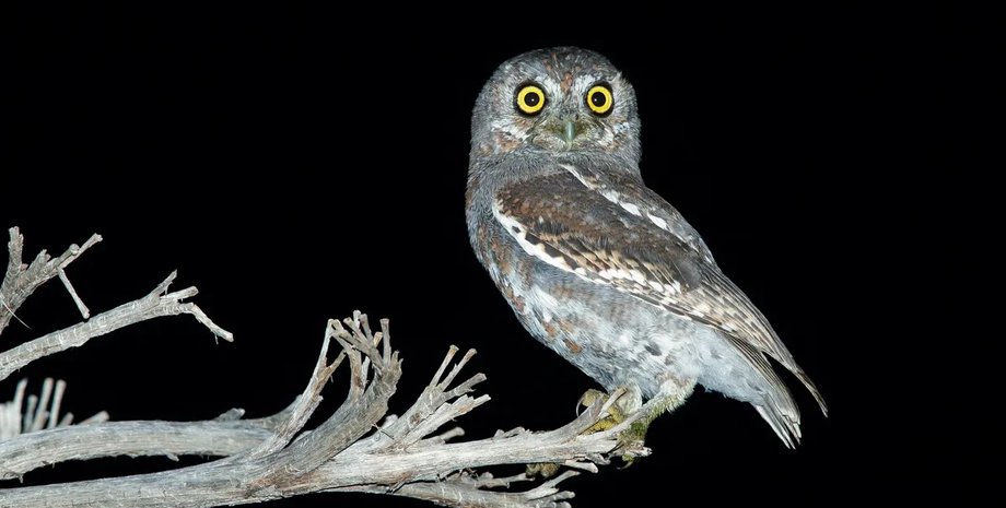 совы эльфы, самые маленькие совы, совы