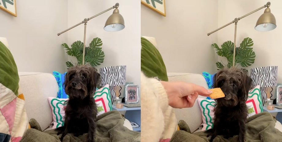 собака печенье Собака получила печенье, но сразу поставила условие хозяйке: это всех рассмешило