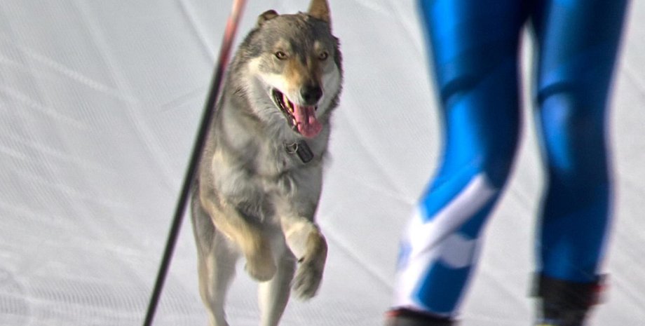 вовк собака олімпіада