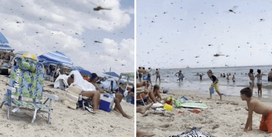 Стрекозы на пляже, рой насекомых в США прогнал отдыхающих с побережья океана