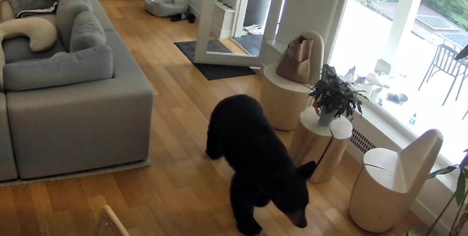 Ведмедя з домівки вигнав шпіц