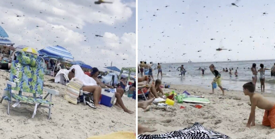 Бабки на пляжі, рій комах в США прогнав відпочивальників з узбережжя океану