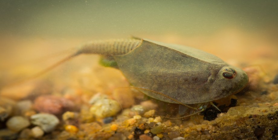 щитень, старовинне живе, Triops cancriformis