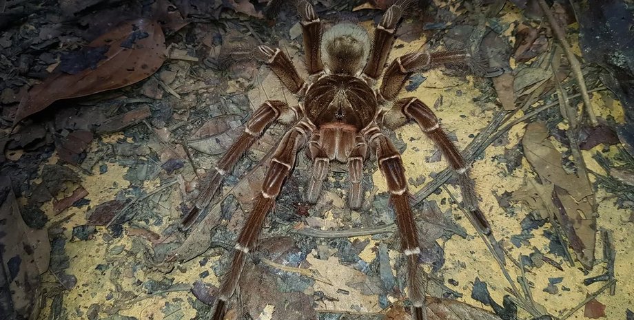 паук, птицеед, птицеед голиаф