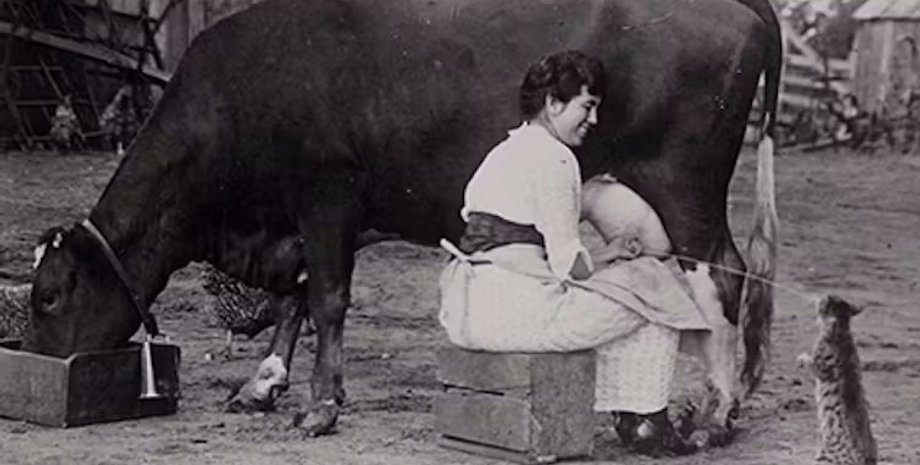 кошка и молоко