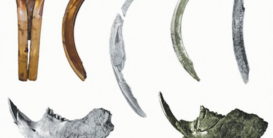 Бобры в истории, голландская экосистема, археологические исследования, бобровые ландшафты, взаимодействие человека с бобрами, влияние на биоразнообразие, реинтродукция бобров, устойчивые экосистемы, влияние бобров, историческое использование бобров