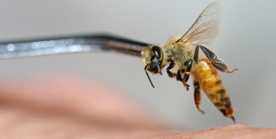 медоносна бджола, шкіра людини, фото