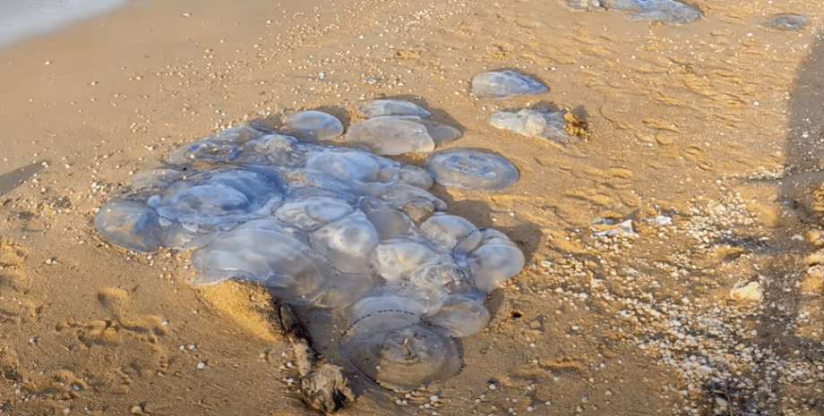 медузы испортили курортный сезон на побережье Азовского моря