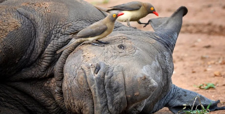 носорог птицы