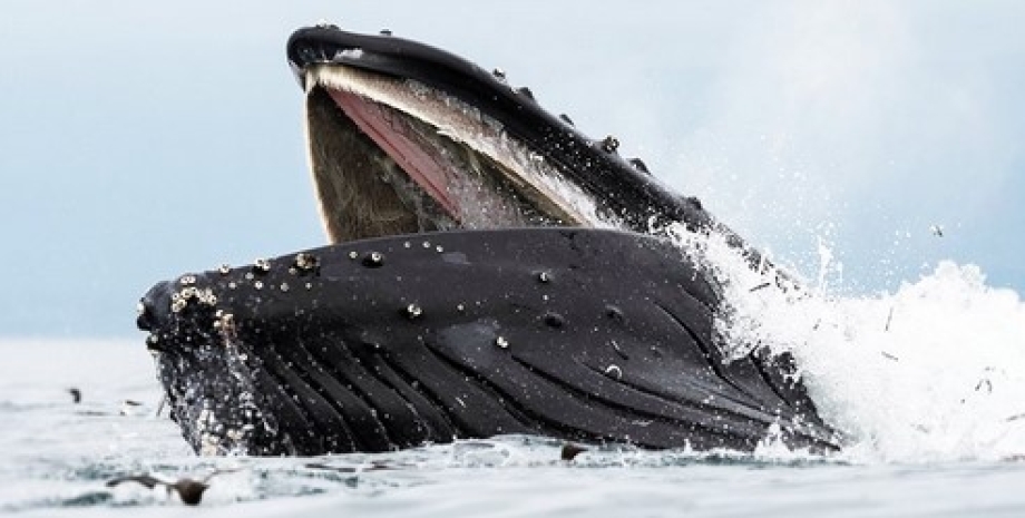 кит, горбатый кит