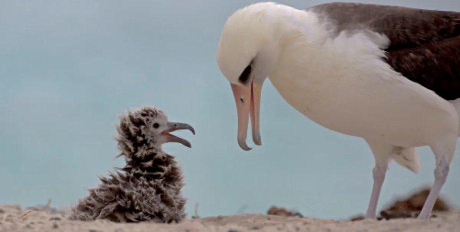 уиздом альбатрос