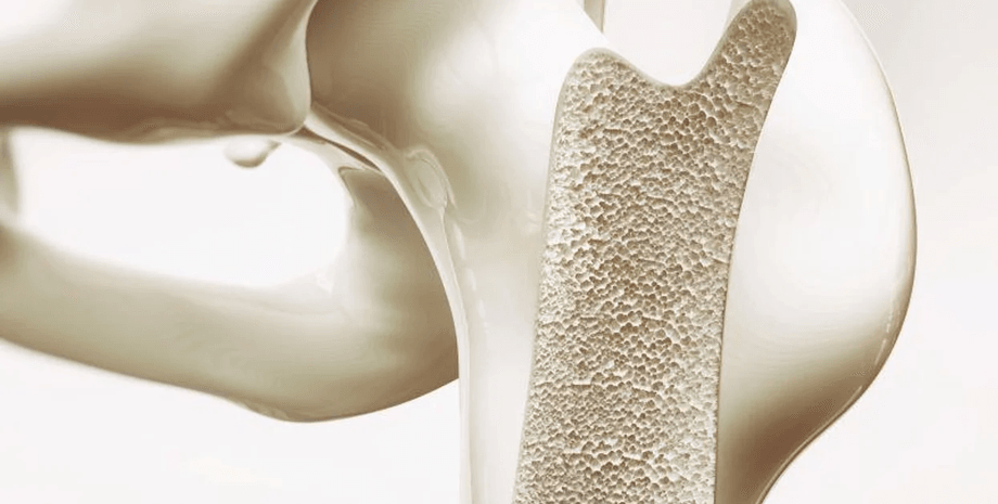 кістка, суглоб