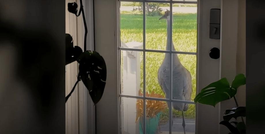 Журавель Карл Журавель Карл, журавель, птах