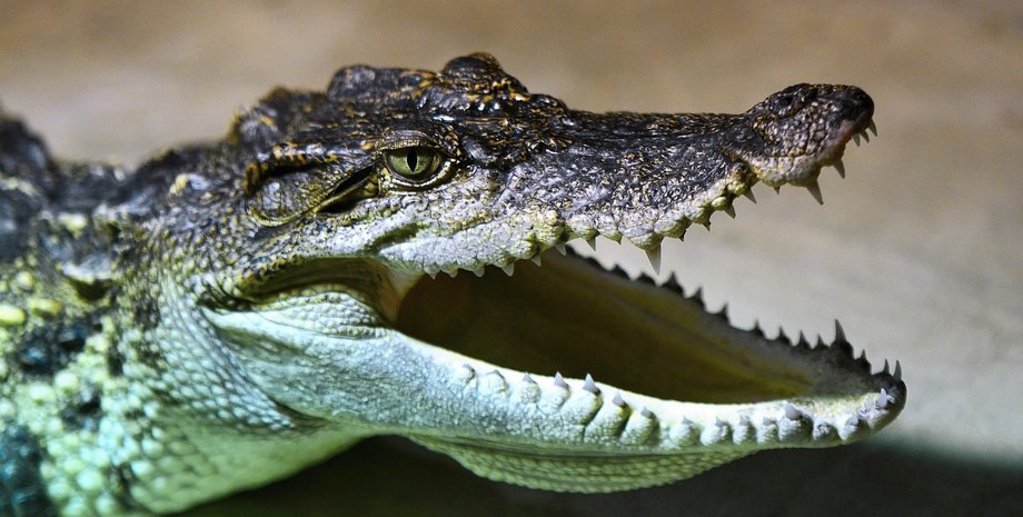 Фото из открытых источников