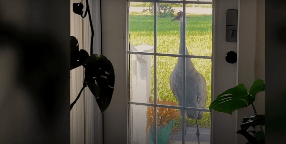 Журавль Карл, журавль, птица