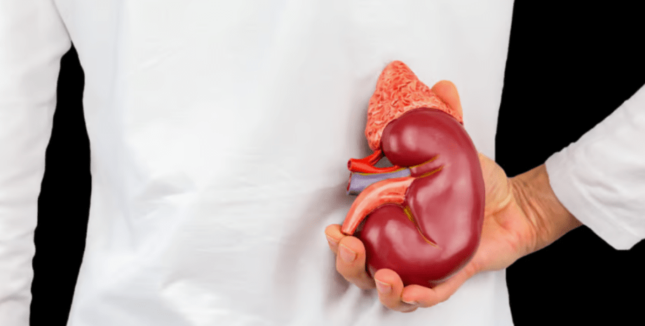 почка почка