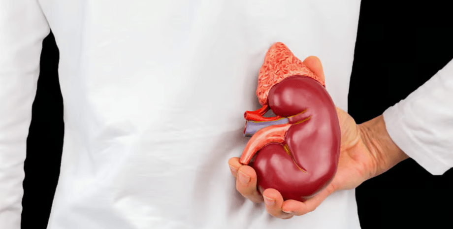 ксенотрансплантация, трансплантация почек, свиные почки, генетическая модификация, трансплантация органов, функция почек, терминальная стадия почечной недостаточности, иммунная система, медицинский прорыв, донорские почки человека