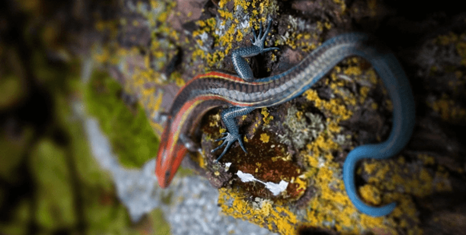 янтарь, ящерица, пресмыкающееся, цинк, разновидность, вид, открытие, тело, кости, чешуя, образец, исследование, скелет, конечность