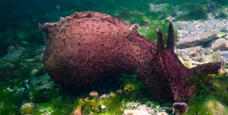 Фото: Chad King / NOAA MBNMS / wikimedia commons