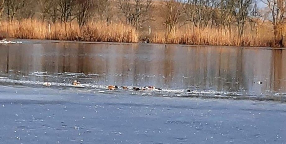 заповедник, отравления, птицы, аскания-нова, Госпродпотребслужба