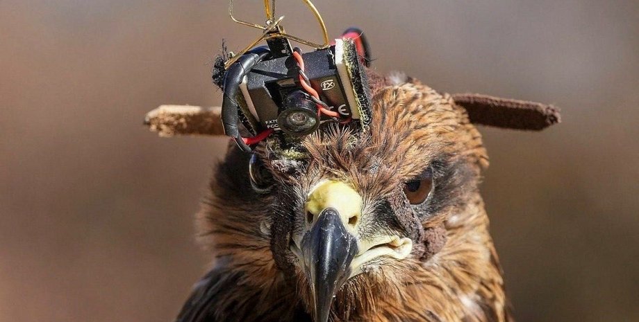 шуліка з камерою