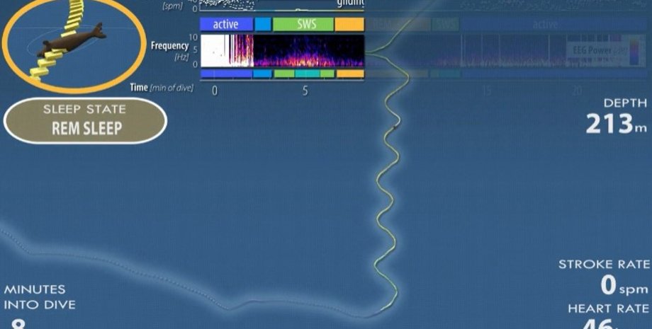 морской слон, погружение