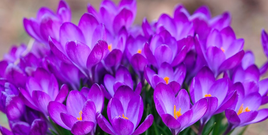 Фото: zelena-planeta.ua