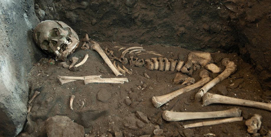 скелет останки череп кістки тіло ребра земля археологія