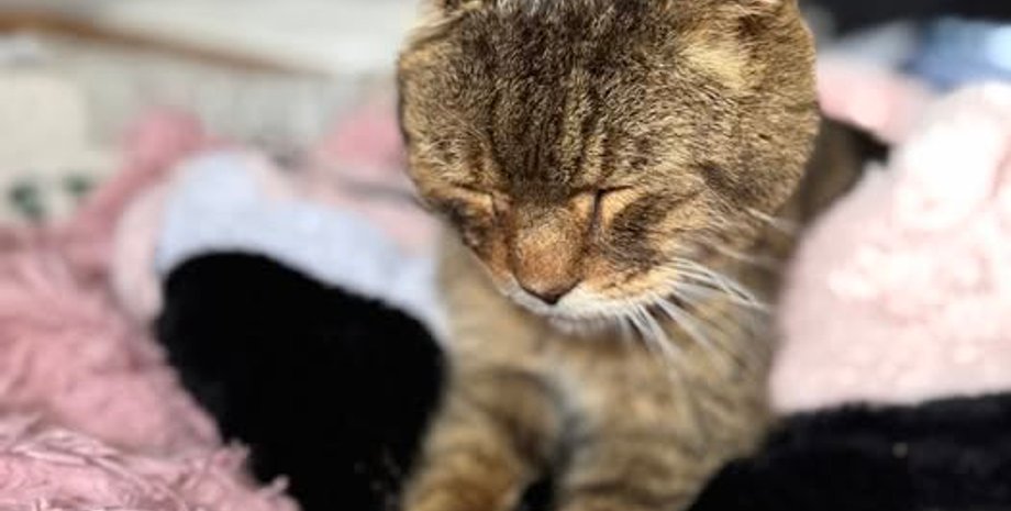 Кот вернулся к хозяйке через 7 лет после исчезновения, где он был все это время, интересности, невероятные случаи