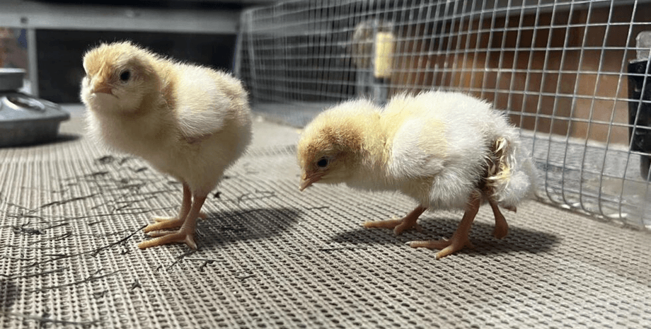 Цыпленок с 4 лапами, редкий случай, цыпленок, птица, курица, сельскохозяйственная выставка, фермер, птенец