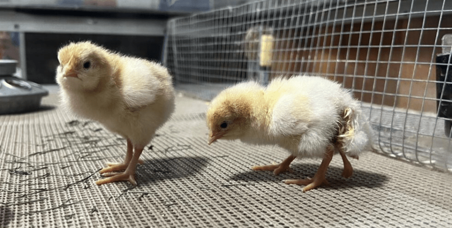 Цыпленок с 4 лапами Цыпленок с 4 лапами, редкий случай, цыпленок, птица, курица, сельскохозяйственная выставка, фермер, птенец