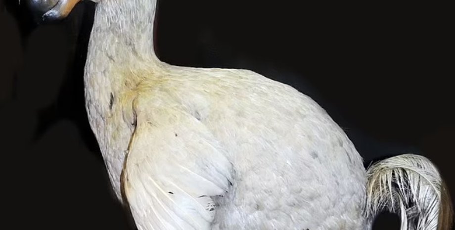 Маврикийский дронт, додо